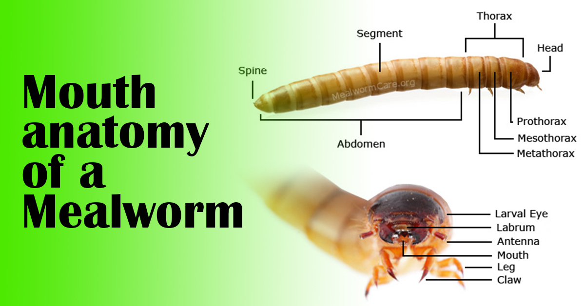 greensect-nature-foods-we-are-formerly-superworm-mealworm-ph-insect